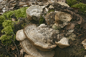 Forest mushroom -bracket fungus - Polypores on moss. Closeup
