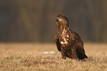 White tailed Eagle (Haliaeetus albicilla)