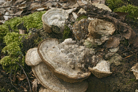 Forest mushroom -bracket fungus - Polypores on moss. Closeup
