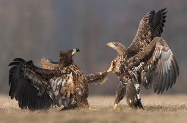 White tailed Eagle (Haliaeetus albicilla)