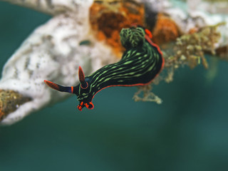 Variable Neon Slug, Neonsternschnecke (Nembrotha kubaryana) © scubaluna