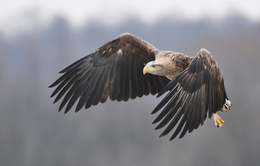 White tailed Eagle (Haliaeetus albicilla)