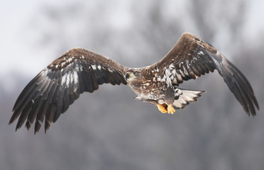 White tailed Eagle (Haliaeetus albicilla)