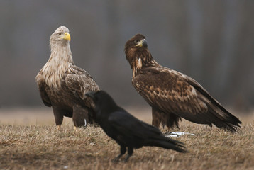 White tailed Eagle (Haliaeetus albicilla)