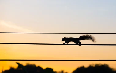 Schilderijen op glas silhouet eekhoorn wandelen op de elektrische draad in de ochtend. © neosiam