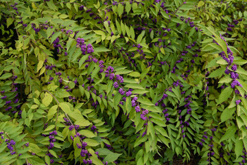 Purple Beautyberry