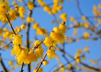 蝋梅の黄色い花が咲く