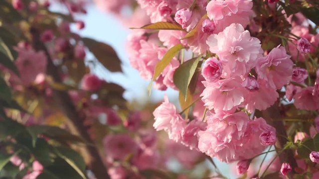 Beautiful Cherry tree blossoms in full bloom at spring. Amazing pink flowers of japanese cherry tree close up