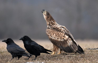 White tailed Eagle (Haliaeetus albicilla)