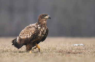 White tailed Eagle (Haliaeetus albicilla)