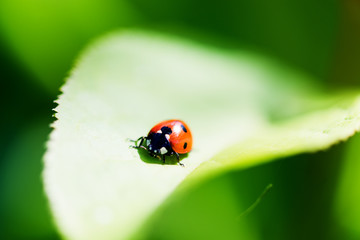 Fototapeta premium Ladybug on a leaf. Beautiful nature