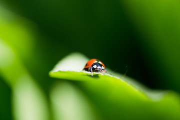 Ladybug on a leaf. Beautiful nature