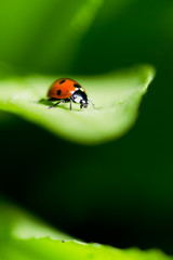 Ladybug on a leaf. Beautiful nature