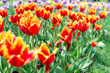 Fototapeta premium beautiful tulips field in spring time
