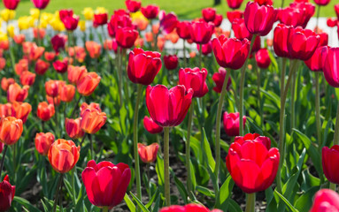 beautiful tulips field in spring time