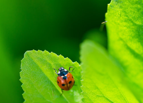 Ladybug on a leaf. Beautiful nature