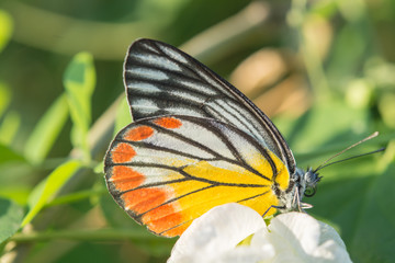 Butterfly on flower in the day