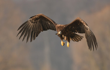 White tailed Eagle (Haliaeetus albicilla)