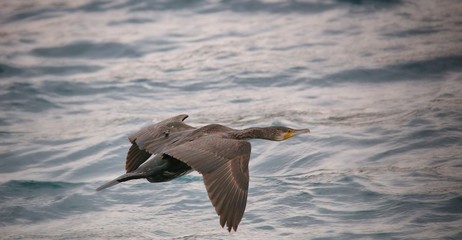 cormorano in volo sul mare