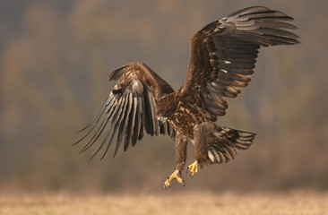 White tailed Eagle (Haliaeetus albicilla)