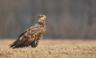 White tailed Eagle (Haliaeetus albicilla)