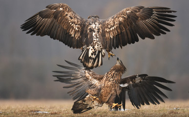 White tailed Eagle (Haliaeetus albicilla)