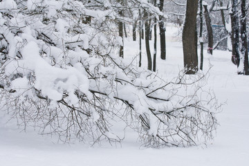 Ветка дерева покрыта пушистым снегом в зимнем парке