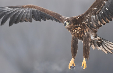 White tailed Eagle (Haliaeetus albicilla)