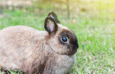 Cute Netherlands dwarf bunny on green grass with light effect