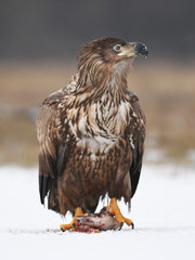 White tailed Eagle (Haliaeetus albicilla)