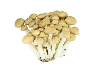 mushroom on white background