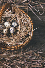 Obraz premium quail eggs in nest on wooden tabletop, rustic background