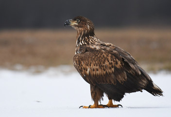 White tailed Eagle (Haliaeetus albicilla)