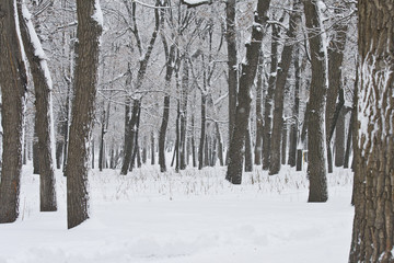 Зимний лес