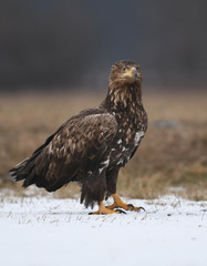 White tailed Eagle (Haliaeetus albicilla)