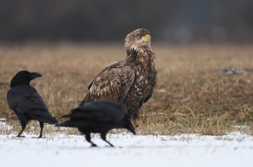White tailed Eagle (Haliaeetus albicilla)