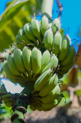 Bananenstaude in Chiang Mai, Thailand