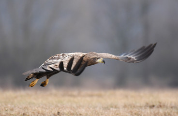 White tailed Eagle (Haliaeetus albicilla)