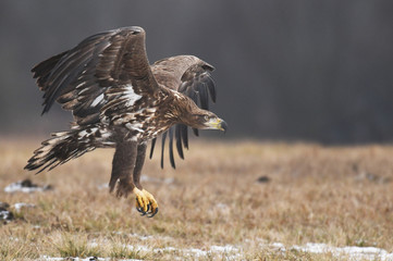 White tailed Eagle (Haliaeetus albicilla)