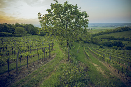 Tree in vineyard