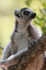 Ring-tailed lemur