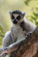Ring-tailed lemur