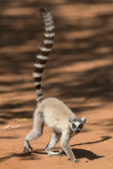 Fototapeta premium Ring-tailed lemur