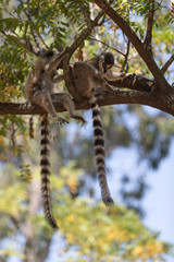 Ring-tailed lemurs
