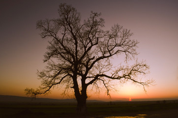 Fototapeta na wymiar lonely tree silhouette on open field at sunset vibrant orange maroon
