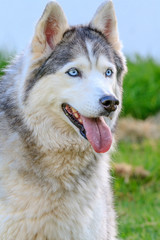 A blue-eyed, happy siberian husky