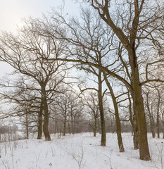 oak grove in winter. all in the snow