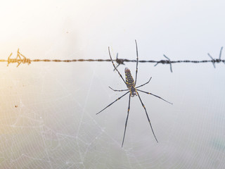 Spider on the web near barbed wire fence