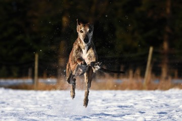 im Schnee rennender Galgo