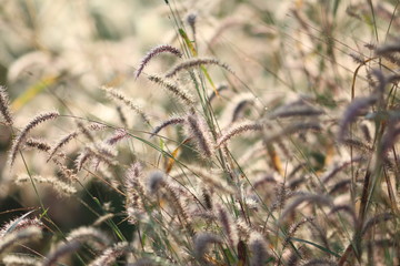 mission grass